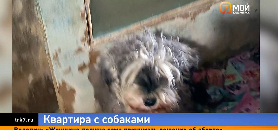 На Менжинского 30 собак в квартире превратили жизнь девятиэтажки в зловонный кошмар