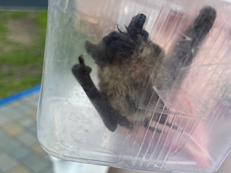 Жителей нескольких районов Красноярска напугало внезапное нашествие летучих мышей . Фото/видео: Борус