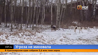 Отловленных собак из СНТ «Теремок», где растерзали 10-летнего мальчика, вернут обратно