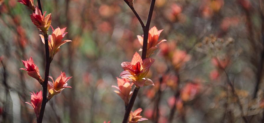 В Красноярске наступила климатическая весна