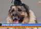 Фотограф продает снимок бездомной собаки за 1 миллион рублей