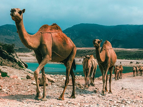 Красноярцы смогут посетить Оман без виз. Фото: ria.ru