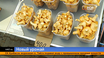 Красноярские рынки наполняются дарами леса: во сколько обойдётся первый урожай?