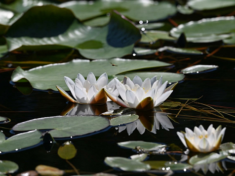 В нацпарке Красноярского края «Шушенский бор» зацвели кувшинки. Фото: Роман Афанасьев, ВК Шушенский бор
