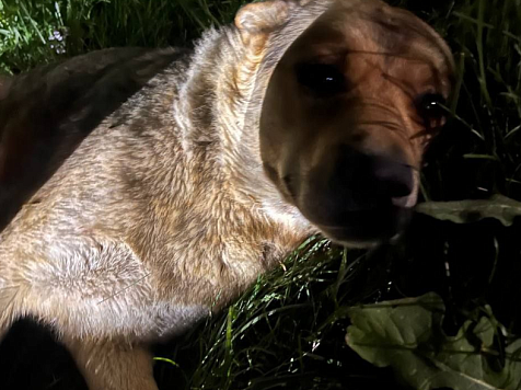 В Ачинске жители самовольно травят чипированных собак. Фото: t.me/tv_osa