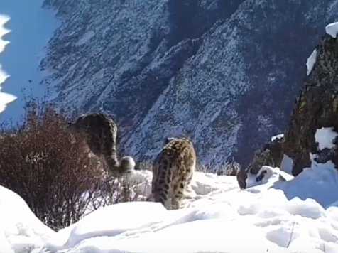 В Красноярском крае в фотоловушку попала самка снежного барса с котятами. Видео: Саяно-Шушенский заповедник