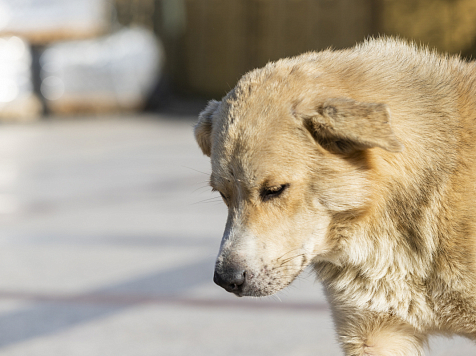 Больше 3,5 тыс. жителей Красноярского края стали жертвами агрессивных собак в этом году					     title=