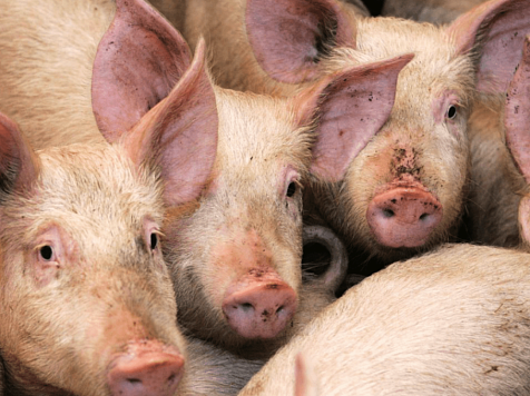 Новый очаг африканской чумы свиней выявили в Минусинске  . Фото: служба по ветеринарному надзору Красноярского края