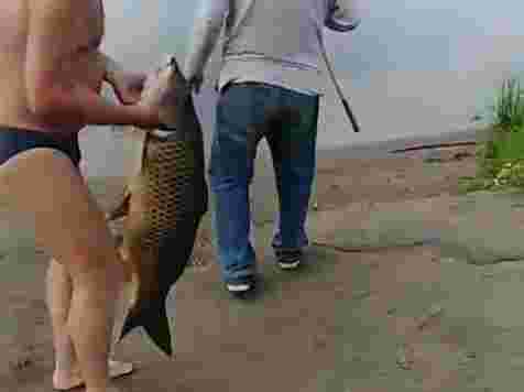 «Вот это слон!»: в Железногорске поймали гигантскую рыбу. Фото и видео: www.instagram.com/moy_zhele