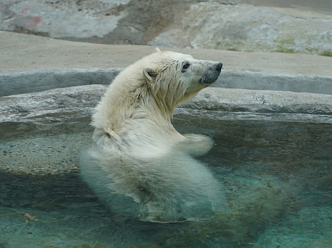 Спасённый в Красноярском крае белый медвежонок осваивается в московском зоопарке. Фото: https://vk.com/moscow_zoo