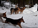 Более 20 копытных растерзали бродячие собаки на «Красноярских Столбах»