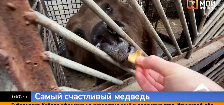 Медведь Степан, который годами жил в тесной клетке, переехал в шикарные апартаменты