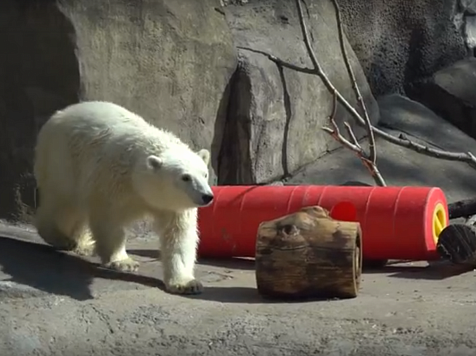 Спасённого в Красноярском крае белого медвежонка назвали Хатангой. Фото: https://vk.com/moscow_zoo