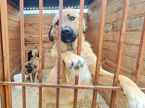 Четыре красноярских приюта для животных выиграли по миллиону рублей на содержание и отлов . Фото: администрация Красноярска