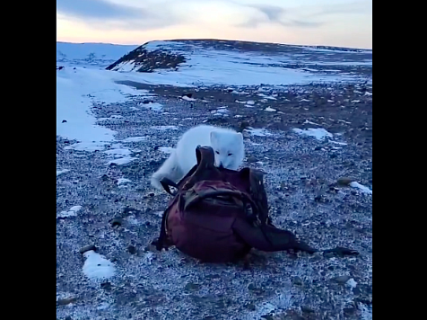В Норильске песец пытался украсть рюкзак у фотографа. Скриншот видео: расстояние между фотографом и голодной полярной лисицей составило несколько метров. Ольга Александрова / vk.com/olga_lvovnaa