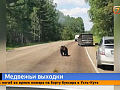 Сразу в трех районах Красноярского края за выходные заметили активных медведей