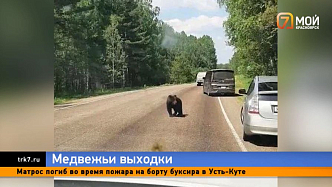 Сразу в трех районах Красноярского края за выходные заметили активных медведей