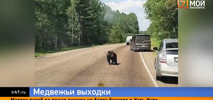 Сразу в трех районах Красноярского края за выходные заметили активных медведей