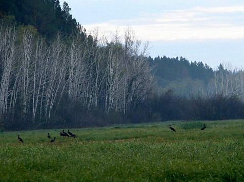 Краснокнижный черный аист впервые поселился в заповеднике на севере Красноярского края. Фото: Сергей Петров