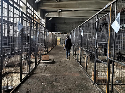 С 3 октября приюты для бездомных животных Красноярска смогут подать заявку на субсидию. Фото: администрация Красноярска
