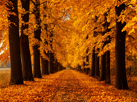 Бабье лето в Красноярске задержится на неделю. Фото: Shedevrum