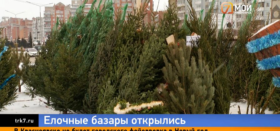 Как сохранить надолго свежесть и аромат живой ёлки, рассказали красноярские продавцы