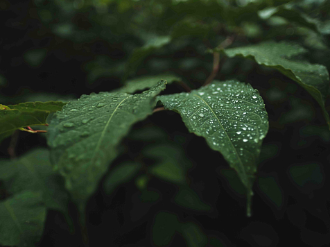 В Красноярске 12 июля в среду днем ожидается +24°C. Фото: ru.freepik.com