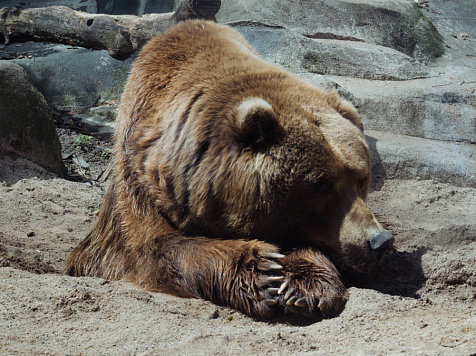 В Красноярском крае медведь набросился на машину. Фото: ru.freepik.com