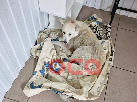 Молодой ачинец сначала приютил щенка, а потом жестоко избил его в заброшенном доме. Фото: телеграм-канал «Оса»