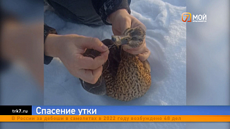 Красноярские школьники спасли утку с перевязанным клювом на о.Отдыха