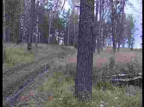 Мужчина в глухом лесу случайно убил своего напарника во время пилки деревьев. Кадр: 7 канал