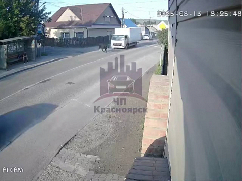 В частном секторе Красноярска грузовик на полном ходу сбил бычка