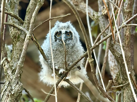 В Красноярске ищут няню-волонтера для ухода за совятами. Фото: АНО «Центр «Инстинкт»»