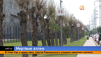 Вместо зеленых аллей — сухие веники: что происходит с деревьями в Красноярске