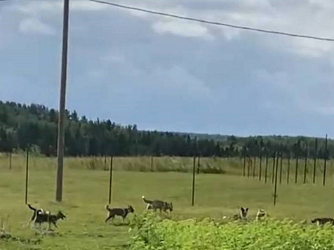 Бродячие собаки уничтожили птичник многодетной семьи в Красноярском крае . Фото: Newslab