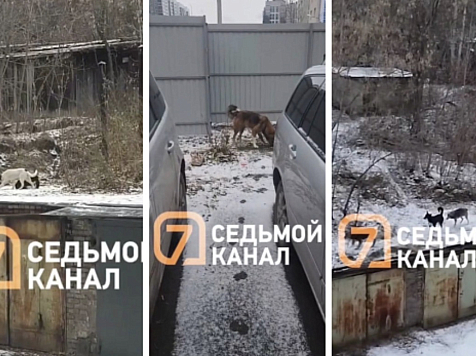СК возбудил дело о халатности из-за бродячих собак в красноярском Пашенном. Фото: 7 канал Красноярск