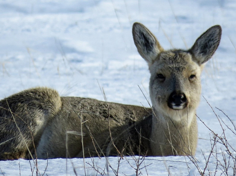 В Красноярском крае спасли популяцию сибирской косули. Фото: Дикая природа России