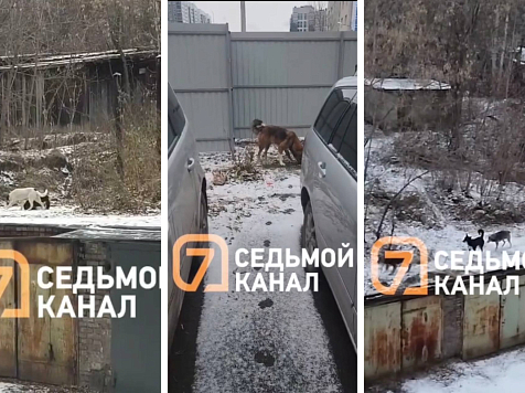 «Собачий ужас»: красноярцы жалуются на стаи бездомных собак на Саянской. Фото/видео: «7 канал Красноярск»