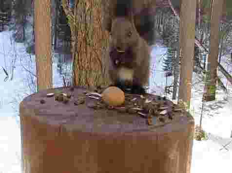 Белка на «Столбах» решила разгрызть громадный орех и стала героиней милого видео