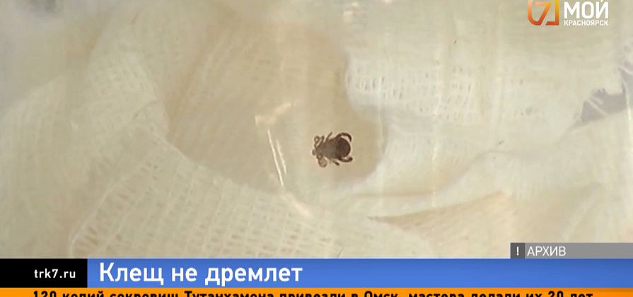 Энцефалит, тиф и анаплазмоз: клещи заразили тяжелыми инфекциями почти 100 красноярцев