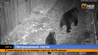 Медведица с детенышем вышли к людям в дачном поселке «Осинка»
