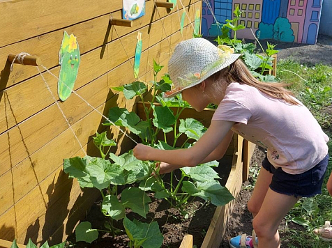 Дети детских садов Красноярска стали юными экологами. Они сами выращивают зелень и овощи. Фото: admkrsk.ru