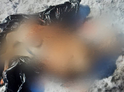  280 тысяч рублей заплатил житель Боготола за отстрел краснокнижной косули. Фото: Прокуратура Красноярского края