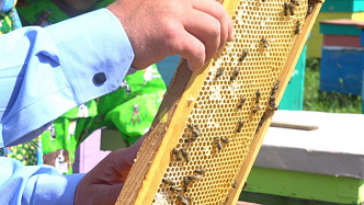 Как пчелы помогают делать бизнес