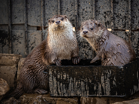 В красноярском зоопарке показали подросших детёнышей выдры. Фото: vk.com/roevzoo