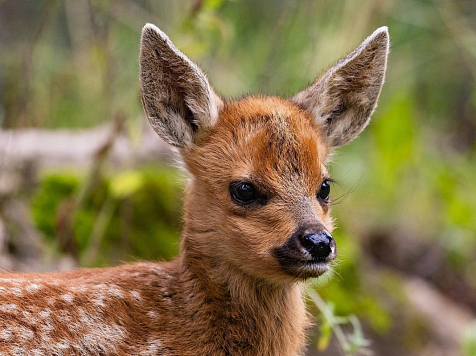 В Красноярске родился детеныш сибирской косули по кличке Мякиш. Фото: «Роев ручей»