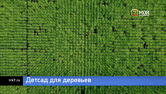 В Красноярском крае обещают восстановить все хвойные деревья после вырубок и пожаров