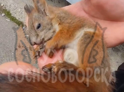 «Умер вместо клеща»: в телеграм-каналах распространяют видео погибшего в Сосновоборске бельчонка. Видео/фото: «Ухо Сосновоборска» t. me