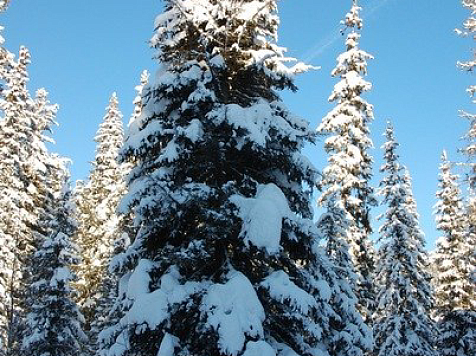Температурные качели и сильный ветер обещают в Красноярске в первый рабочий день 2024 года 