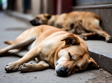В Красноярске резко взлетело количество заявок на отлов собак после трагедии с ребенком. Фото: Шедеврум